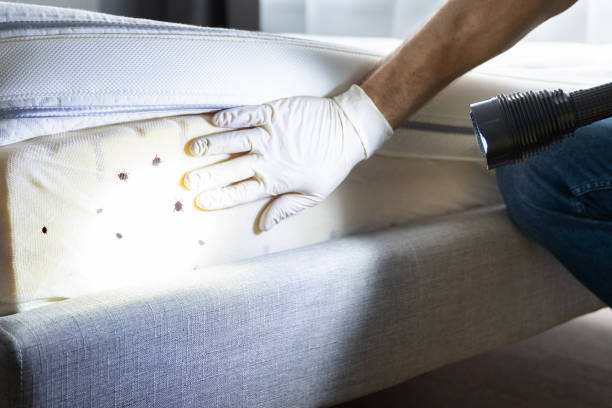 Best Termite Control Services  in Clever, MO