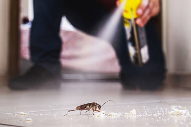 Flea Control Services in Clever, MO